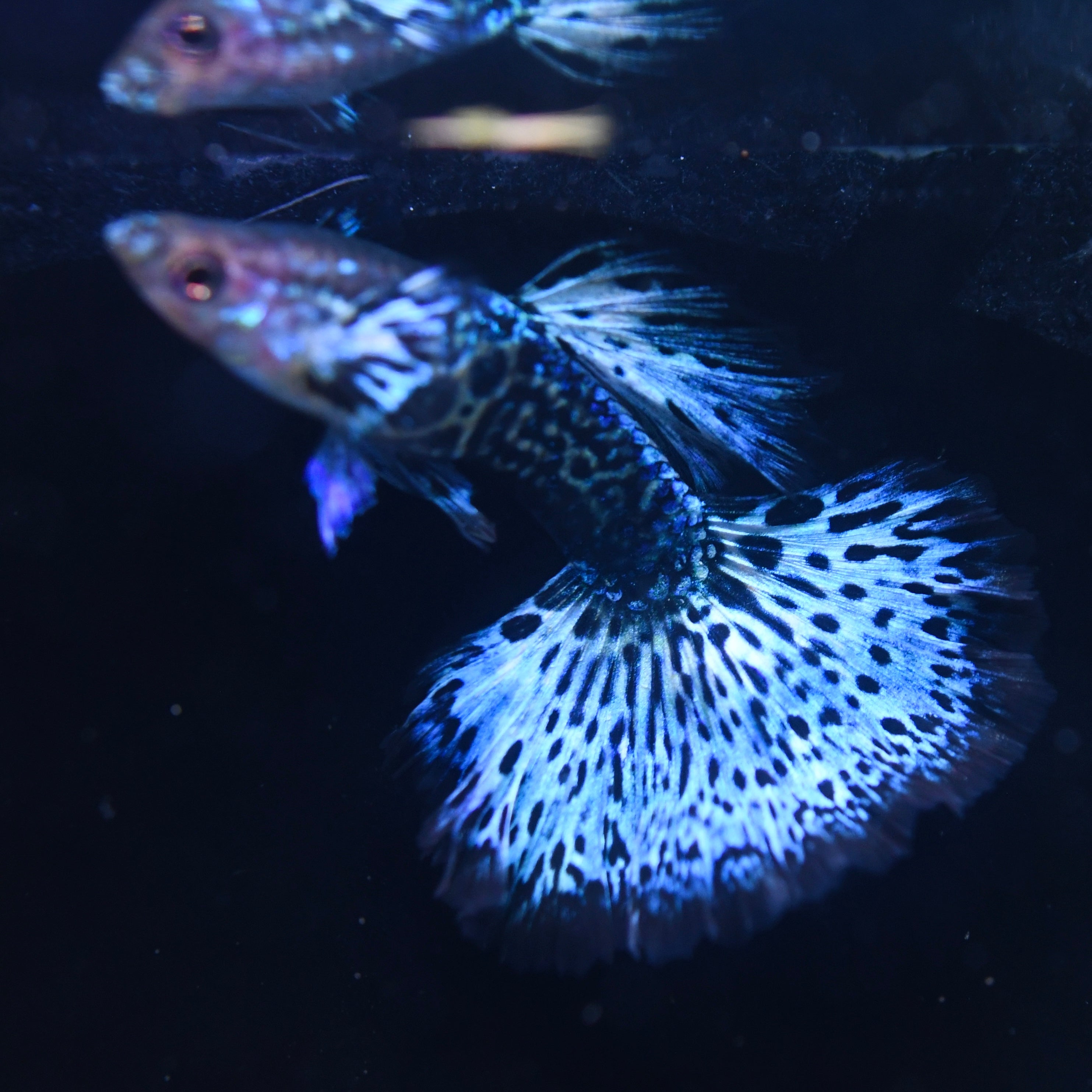 Emerald Green Dragon