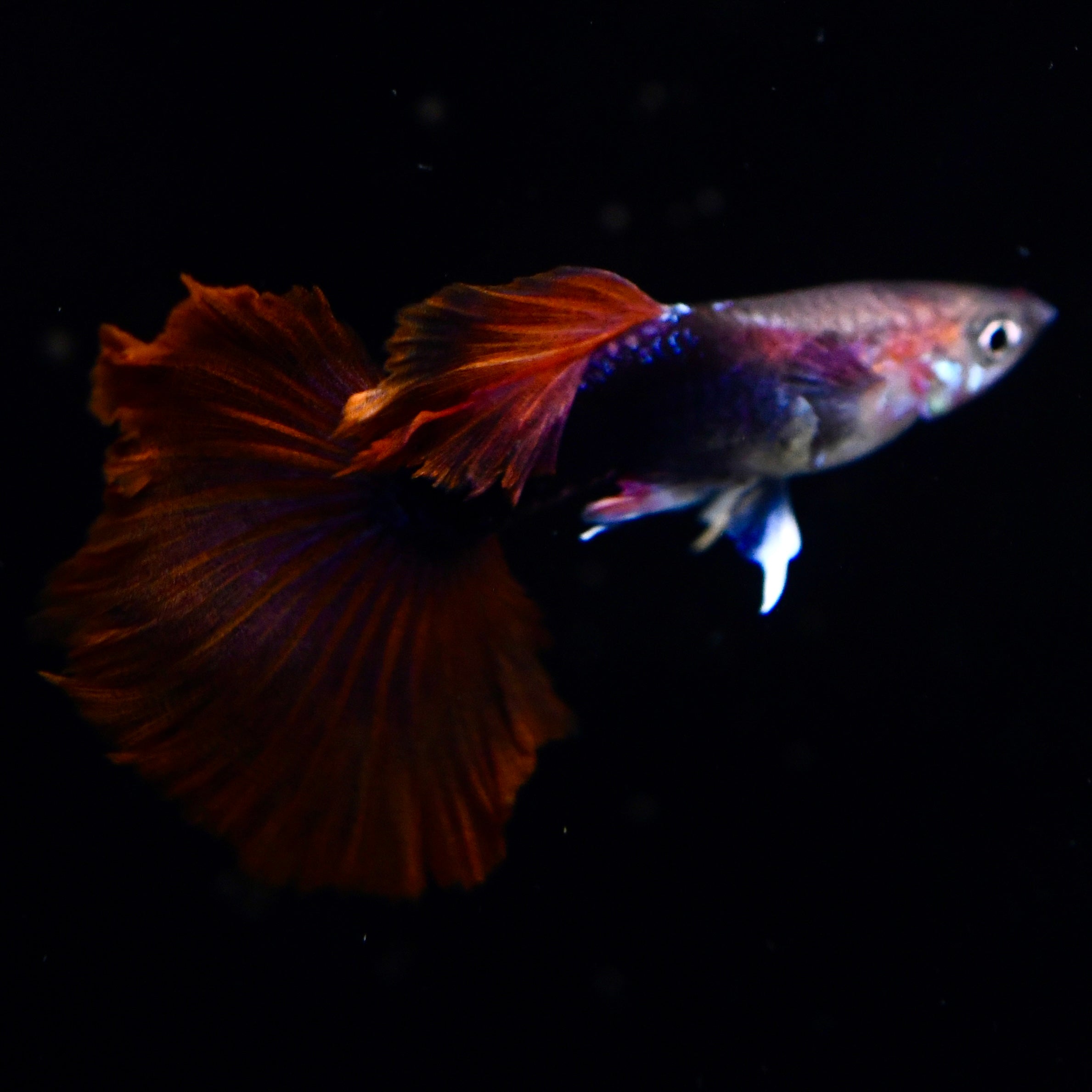 Half Black Ultra Red Rose