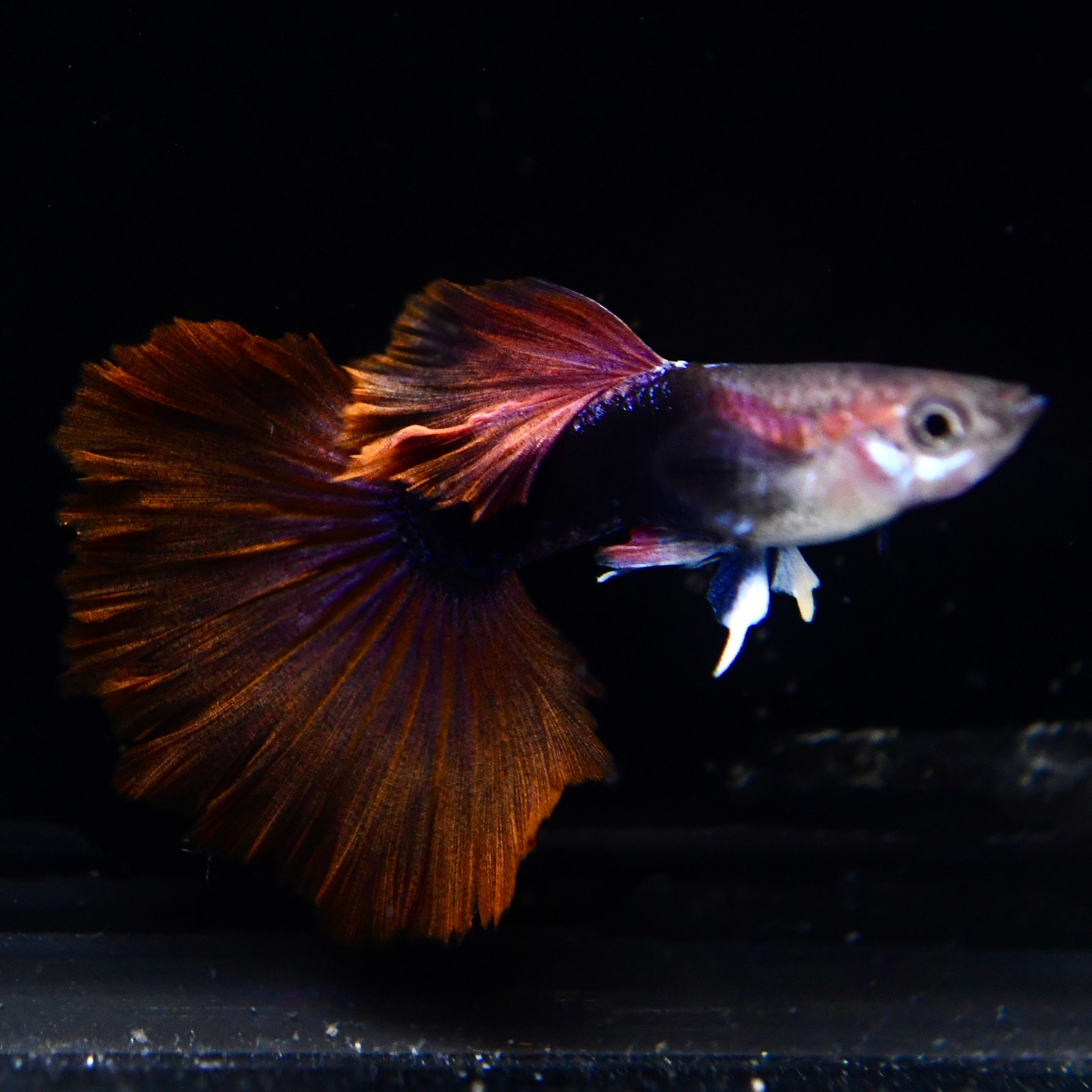 Half Black Ultra Red Rose