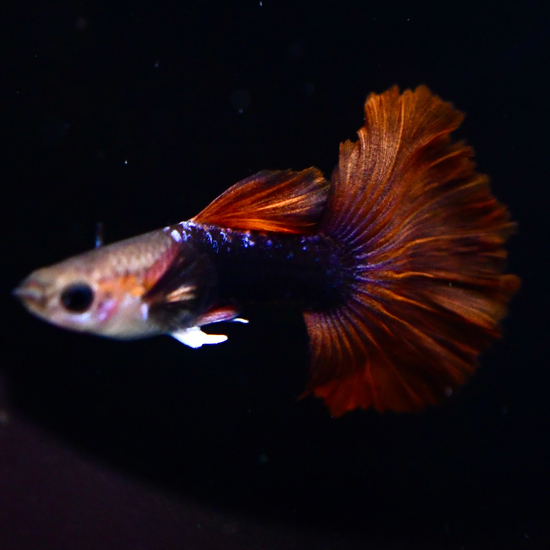 Half Black Ultra Red Rose