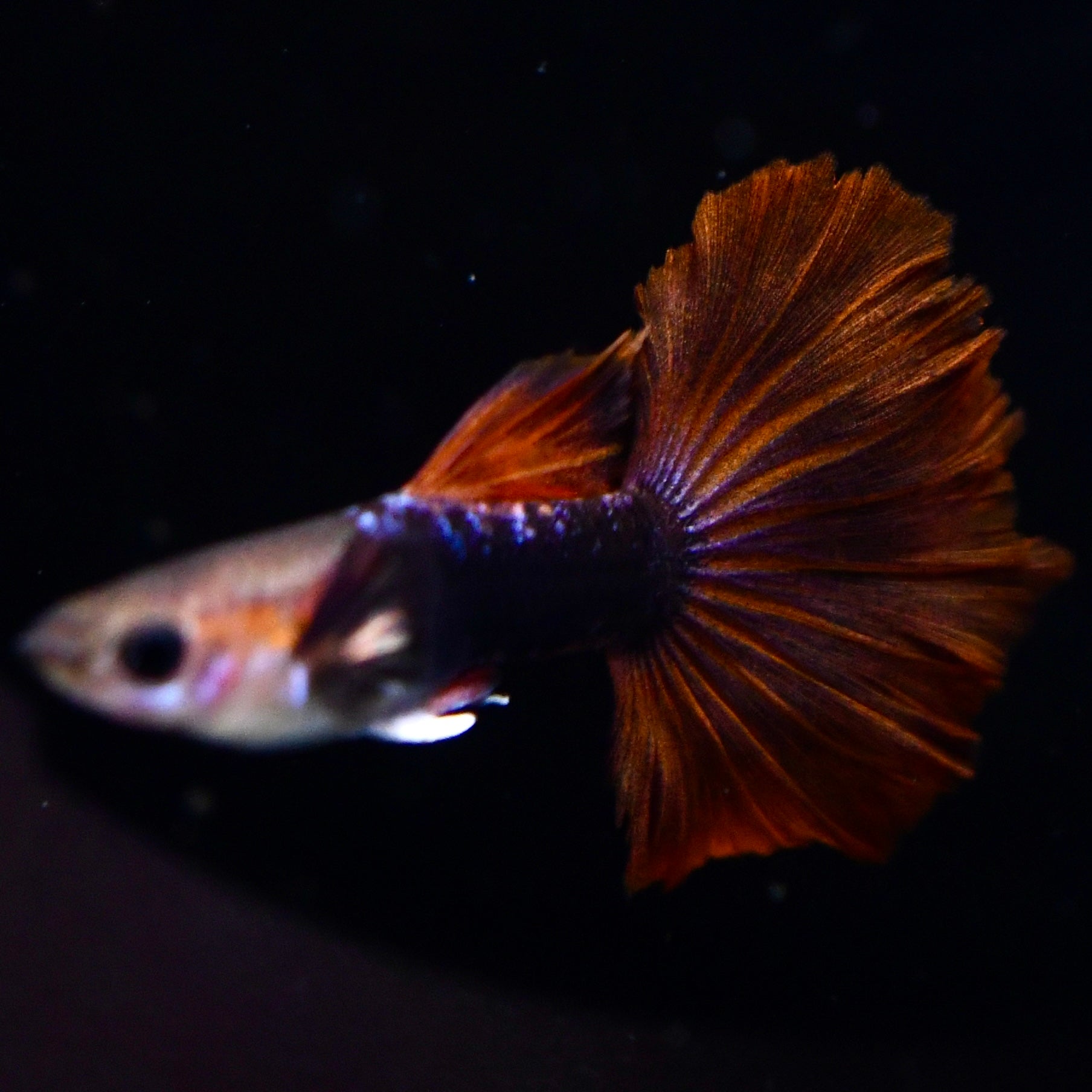 Half Black Ultra Red Rose