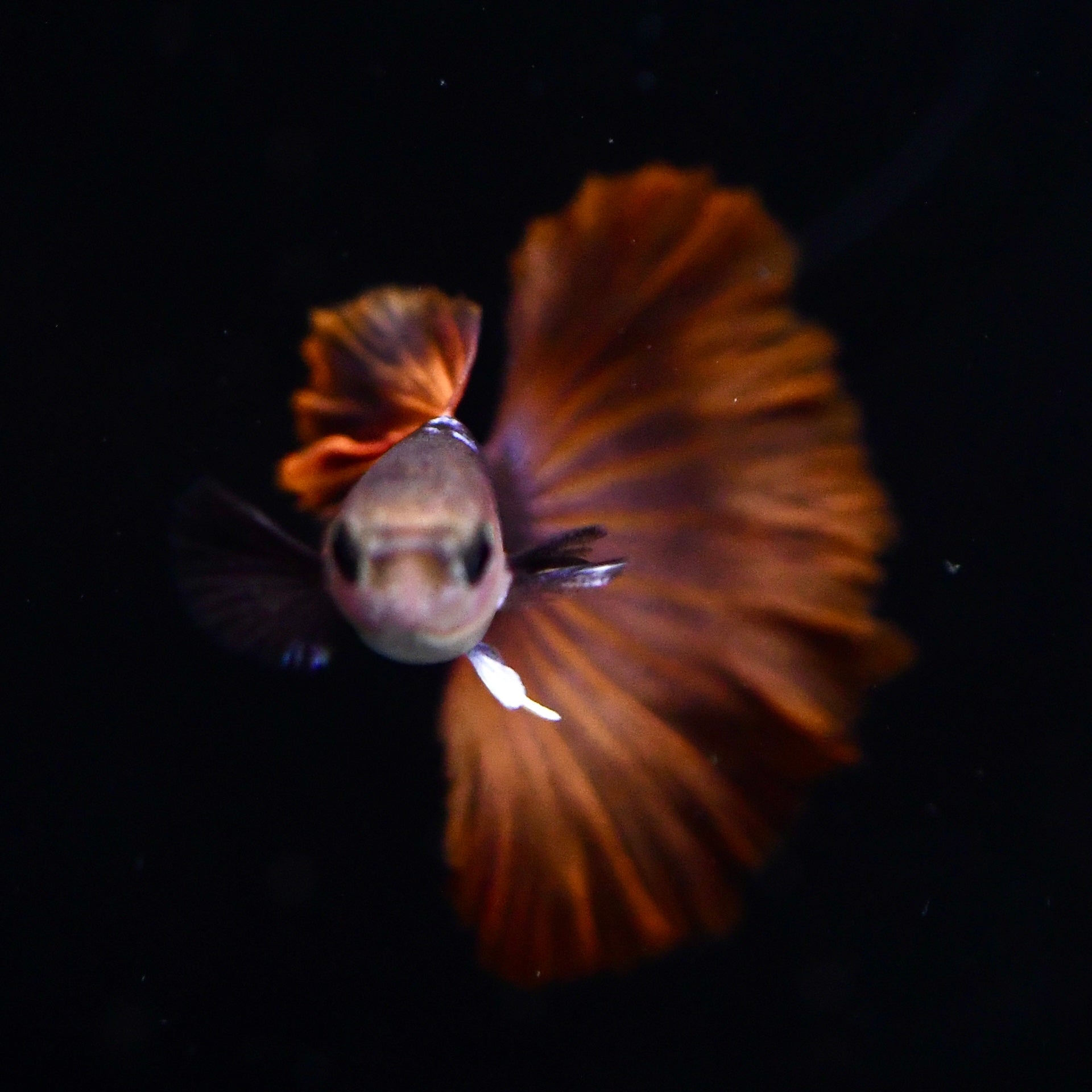 Half Black Ultra Red Rose