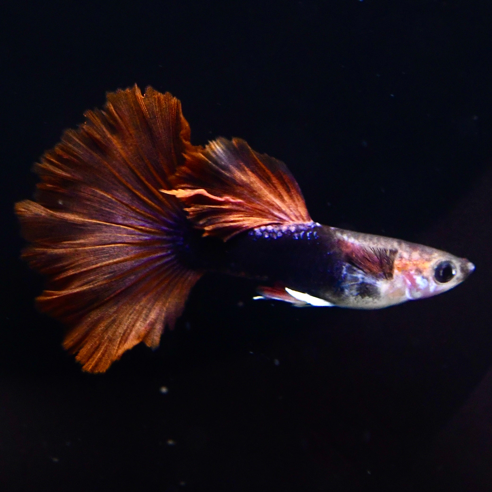 Half Black Ultra Red Rose