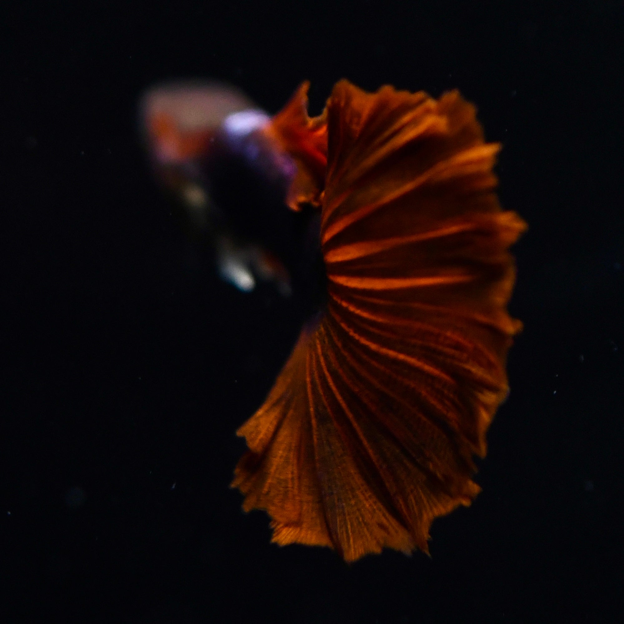 Half Black Ultra Red Rose