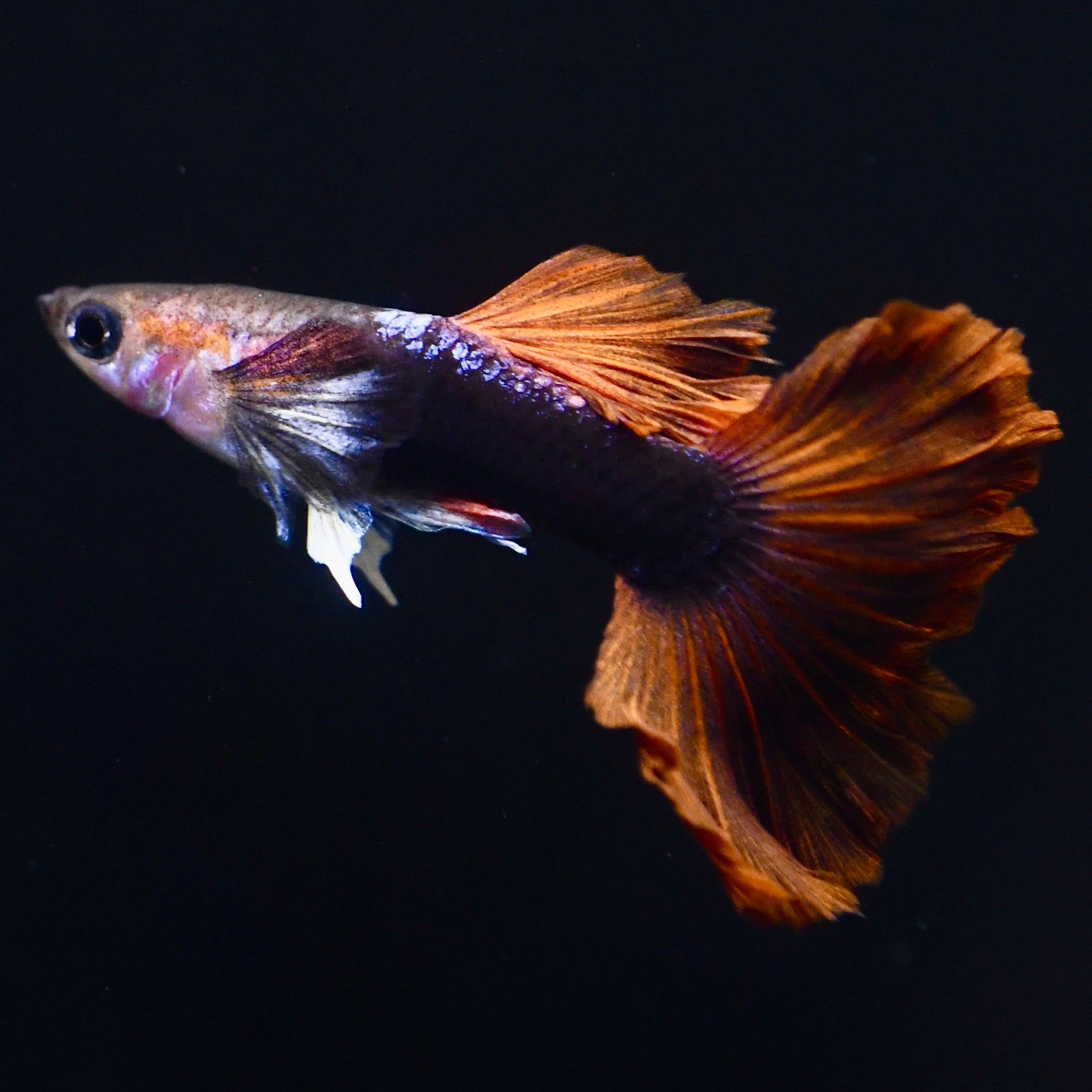 Half Black Ultra Red Rose