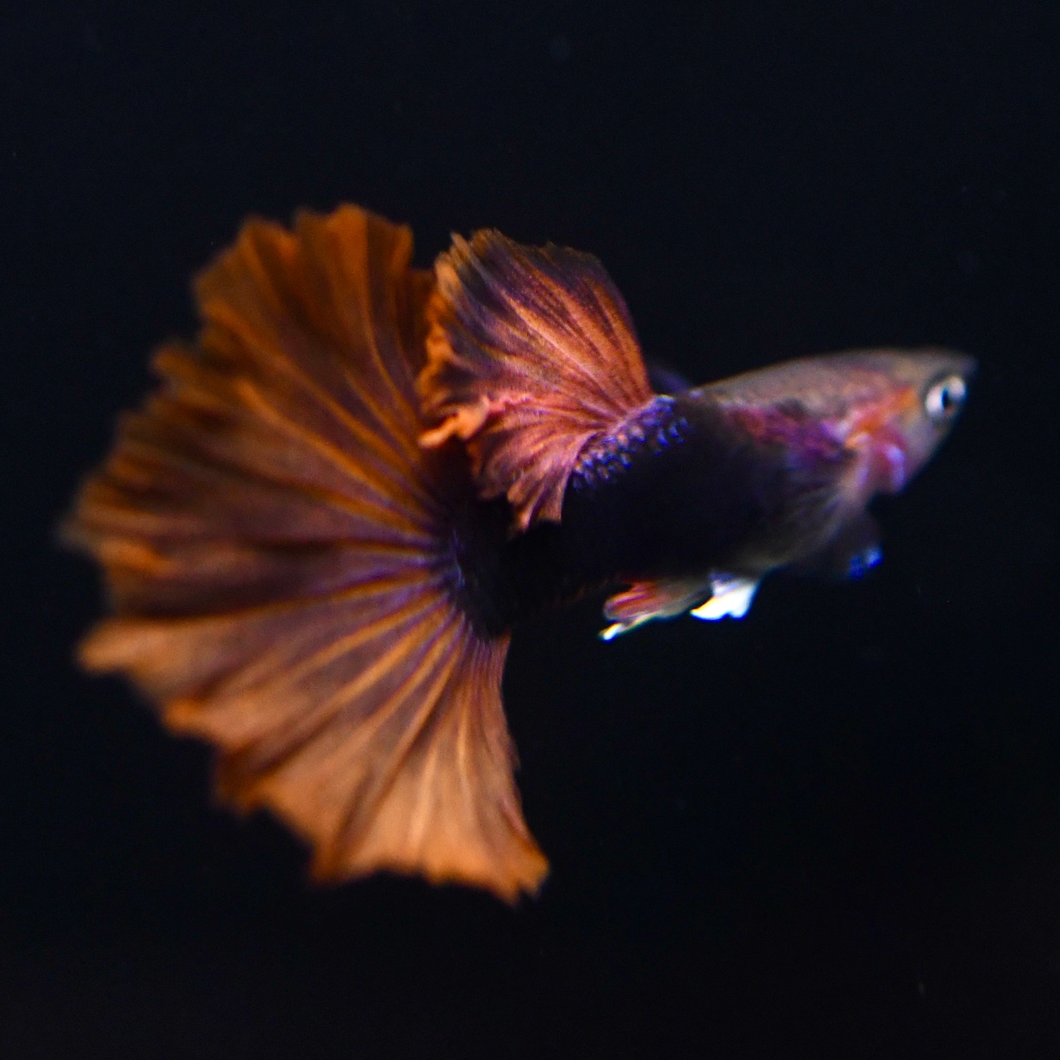 Half Black Ultra Red Rose