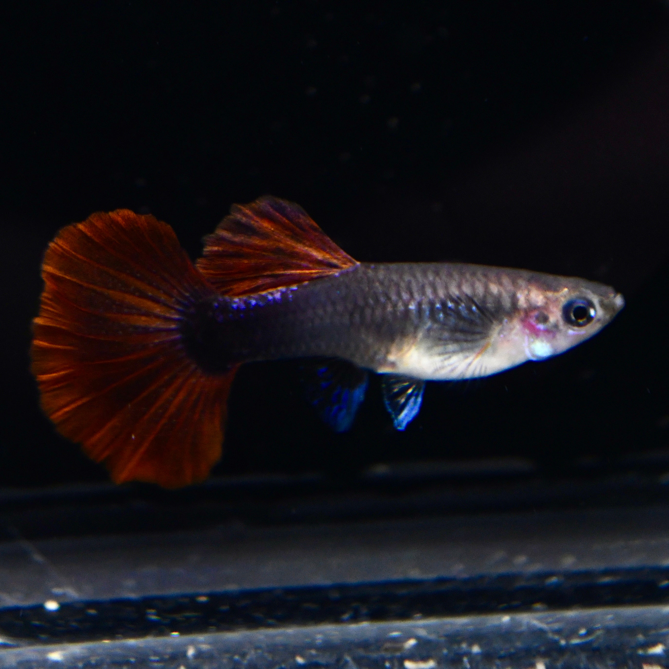 Half Black Ultra Red Rose