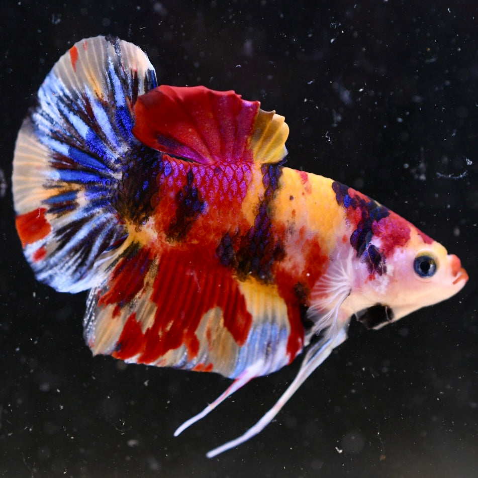 Giant Multicolor Halfmoon Plakat #1