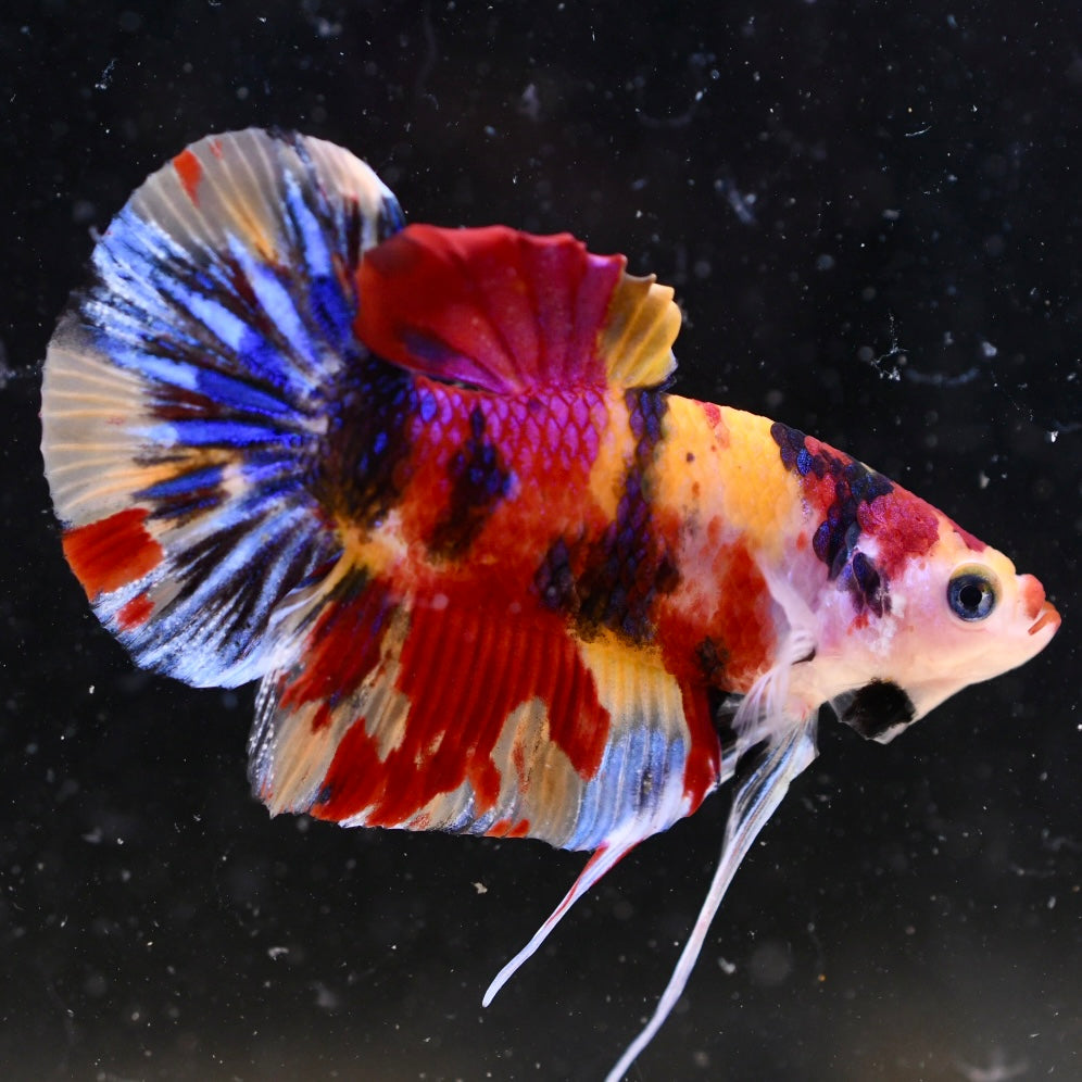Giant Multicolor Halfmoon Plakat #1
