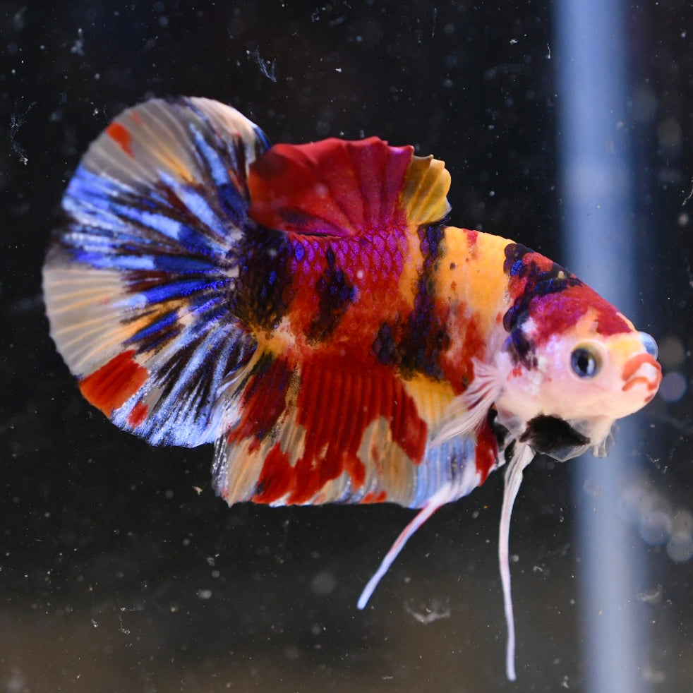 Giant Multicolor Halfmoon Plakat #1