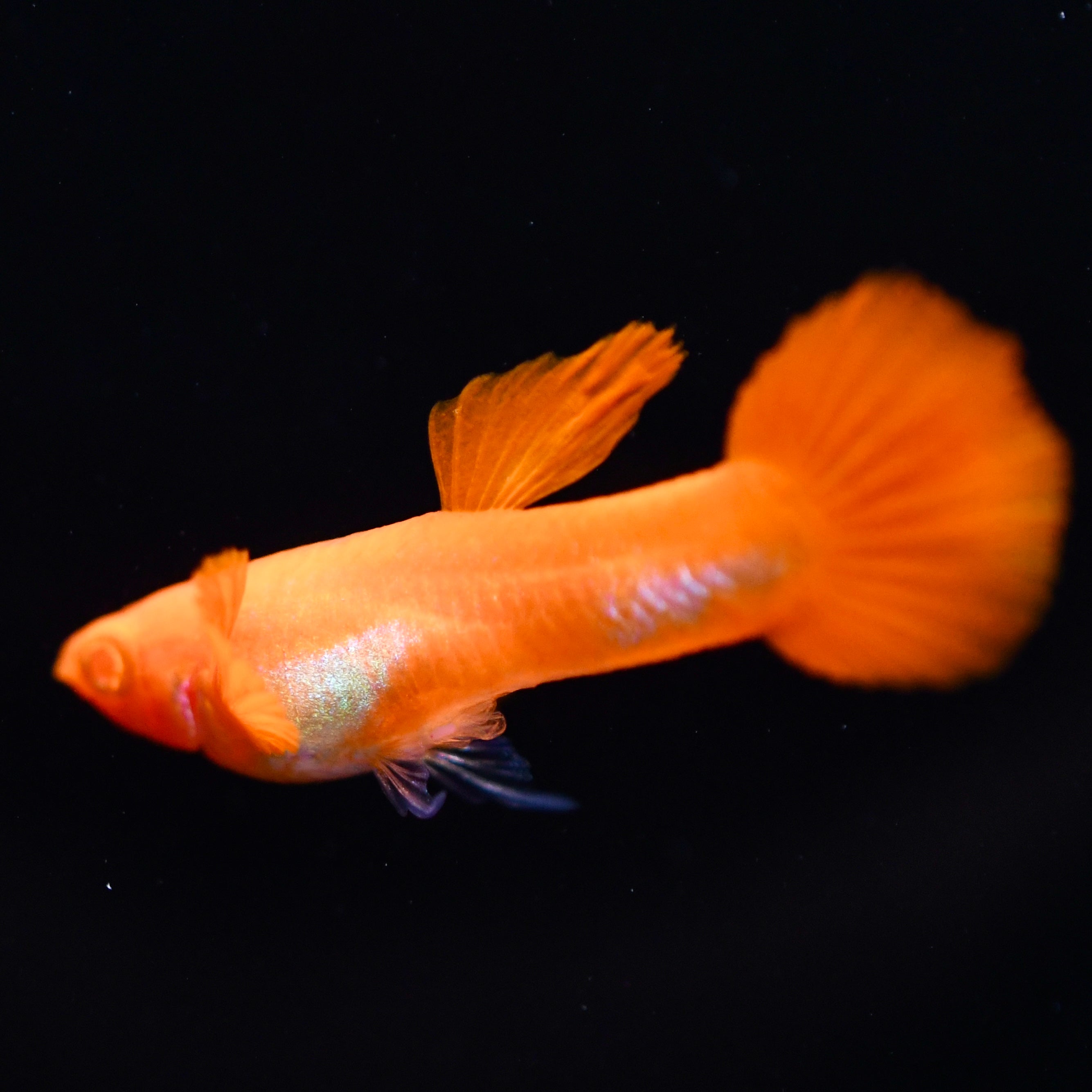 Albino Koi Guppies