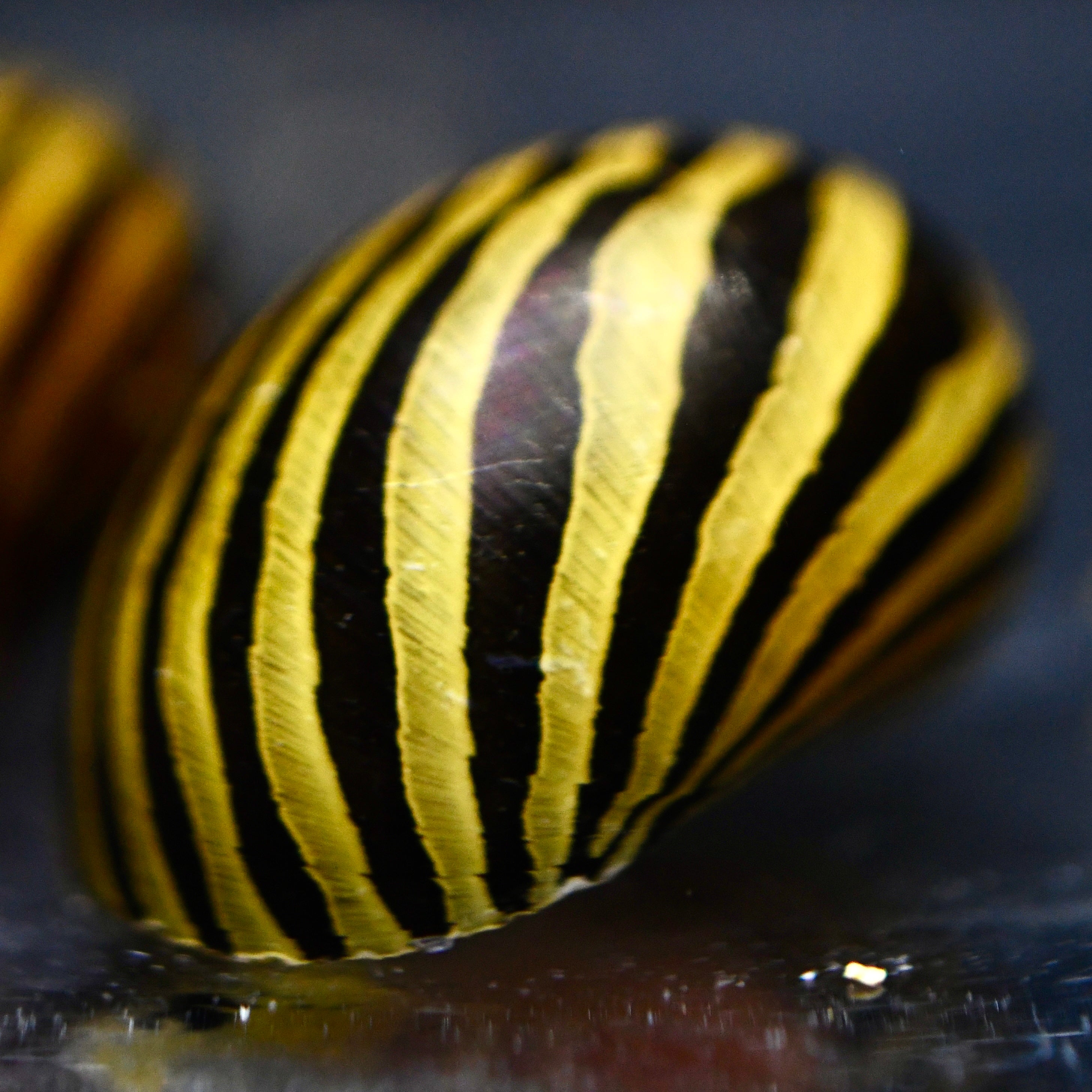 Zebra Nerite Snails