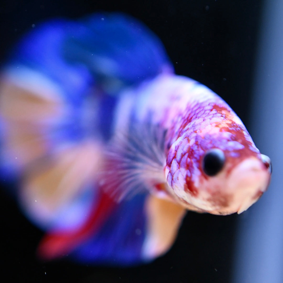 Giant Multicolor Halfmoon Plakat #2