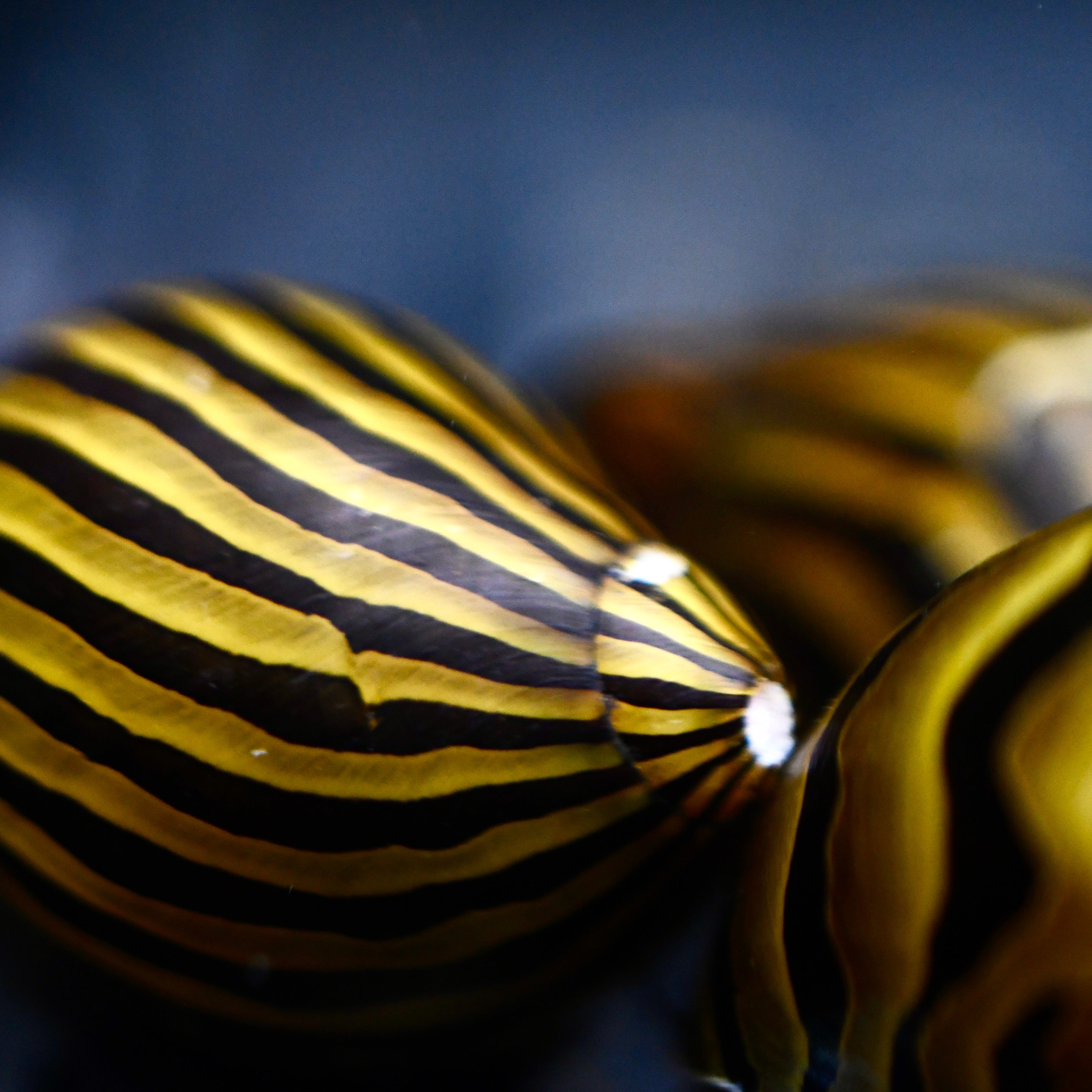 Zebra Nerite Snails