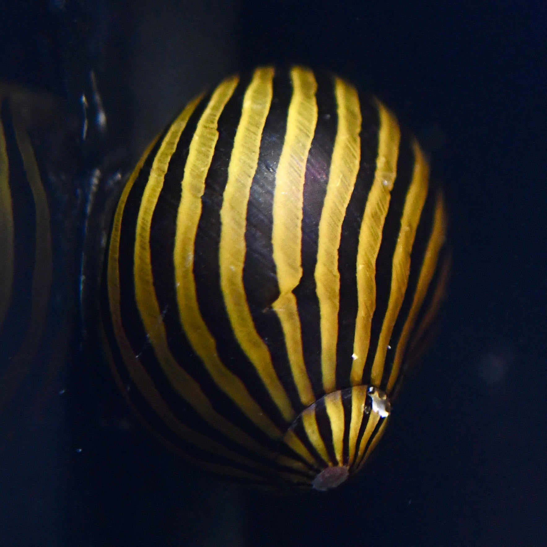Zebra Nerite Snails