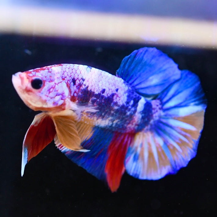 Giant Multicolor Halfmoon Plakat #2