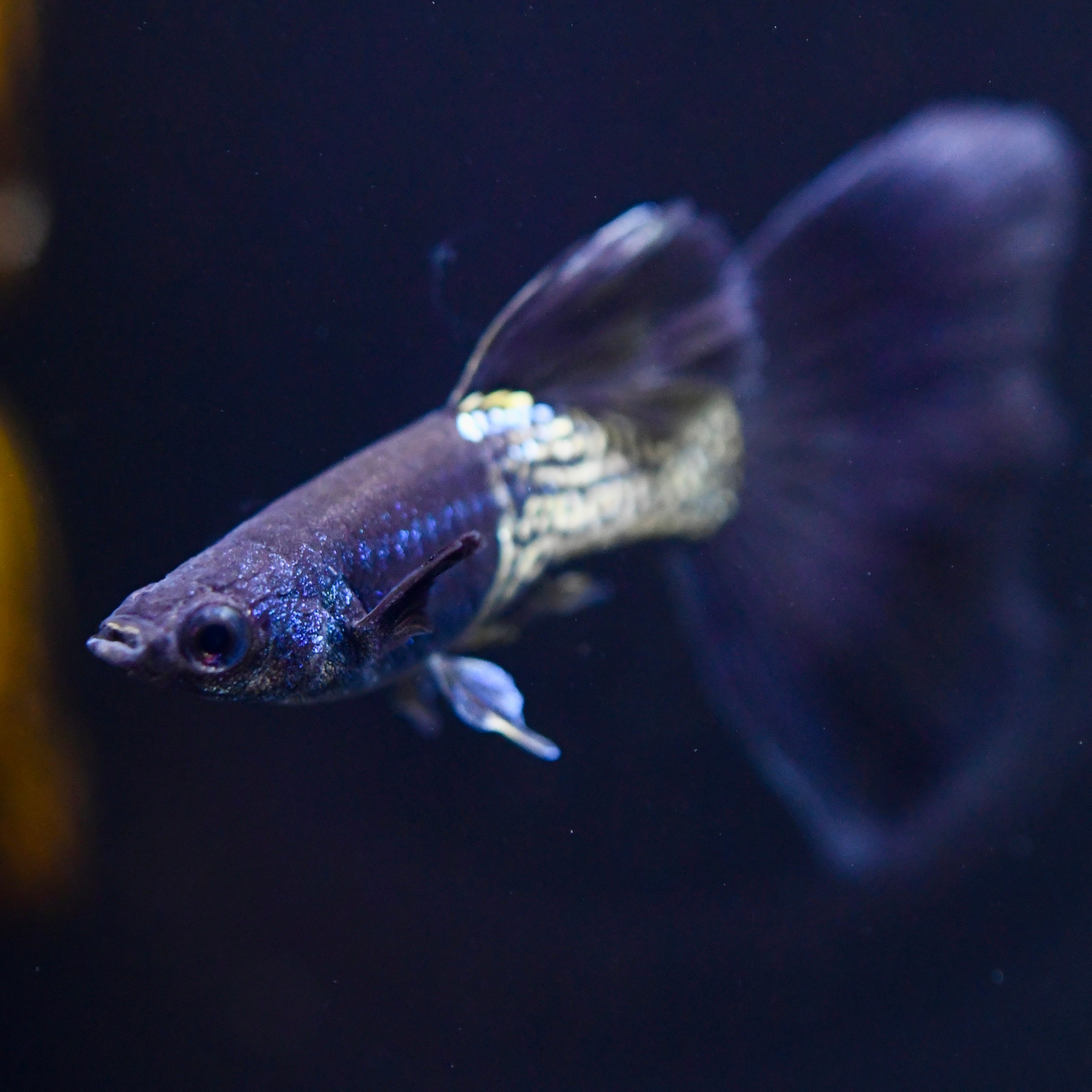 Black Tail Metallic Snakeskin - Canada Guppies