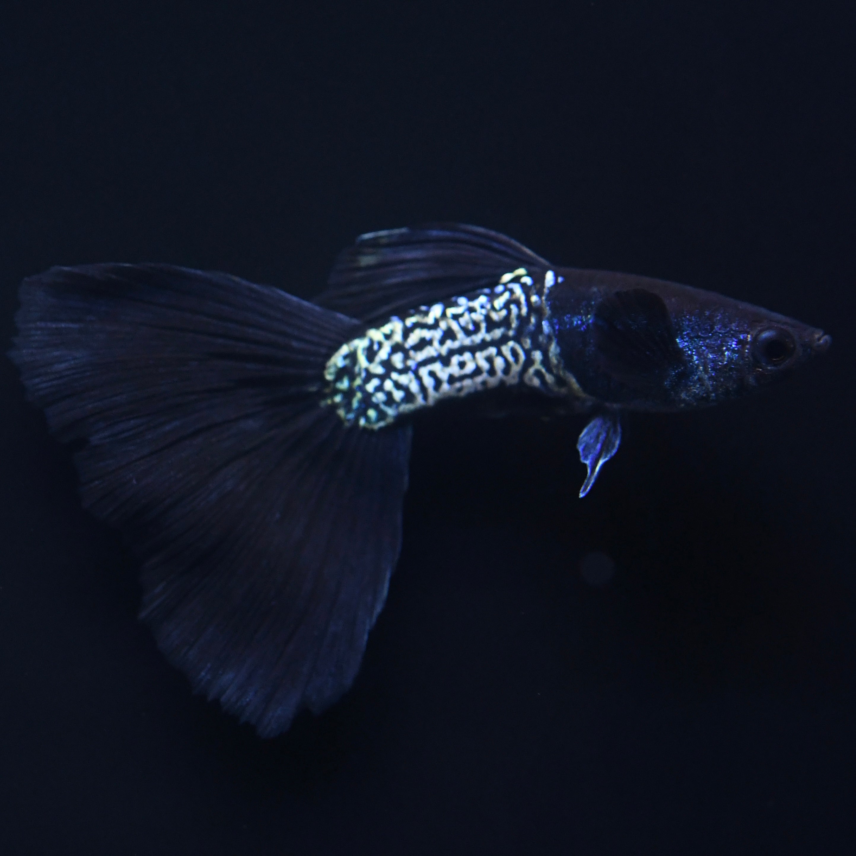 Black Tail Metallic Snakeskin - Canada Guppies