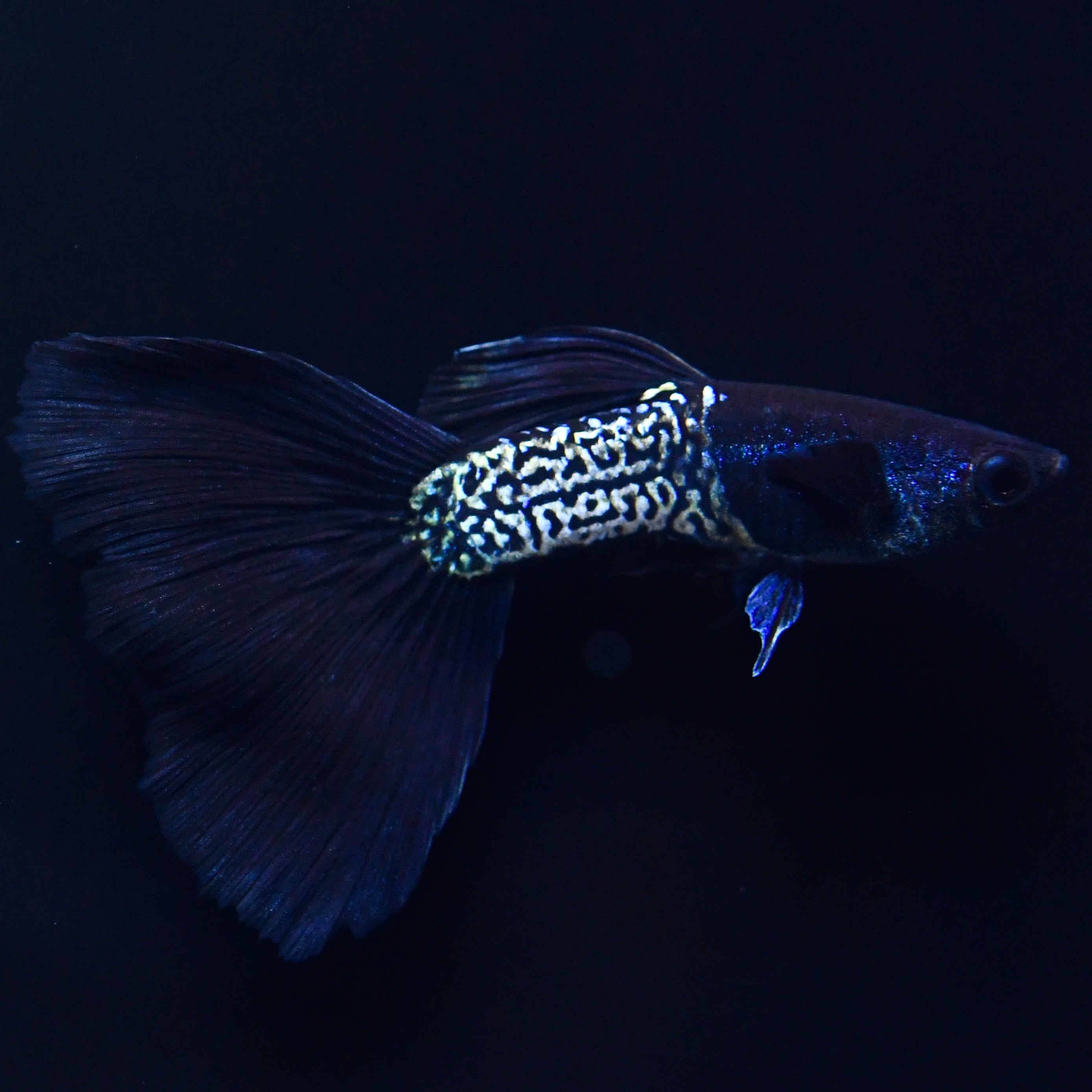 Black Tail Metallic Snakeskin