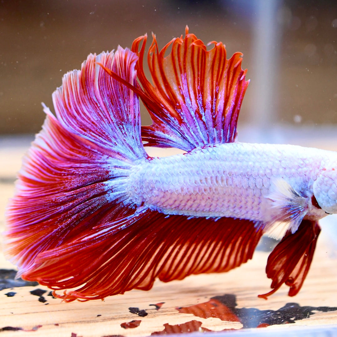Red Dragon Halfmoon #2
