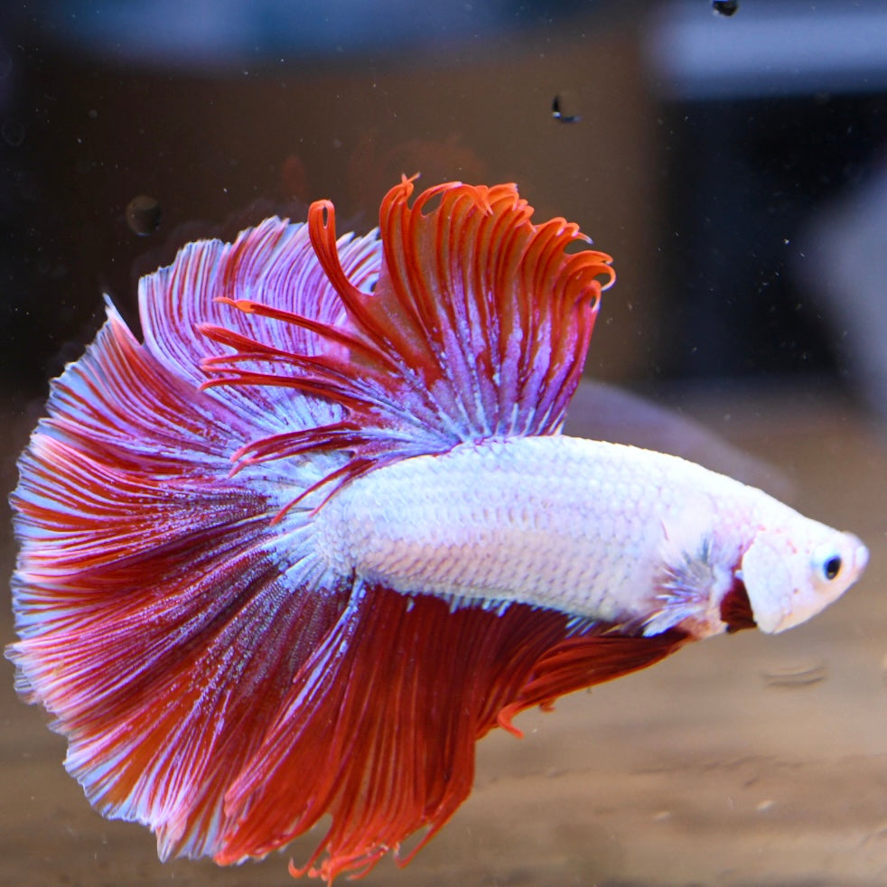 Red Dragon Halfmoon #2