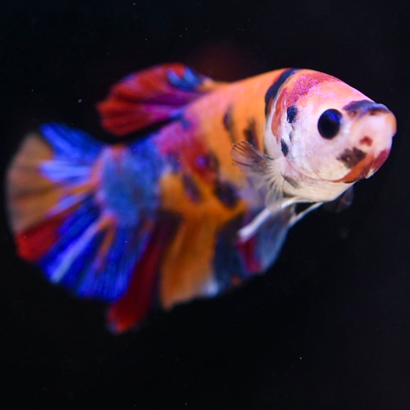 Giant Multicolor Halfmoon Plakat #3