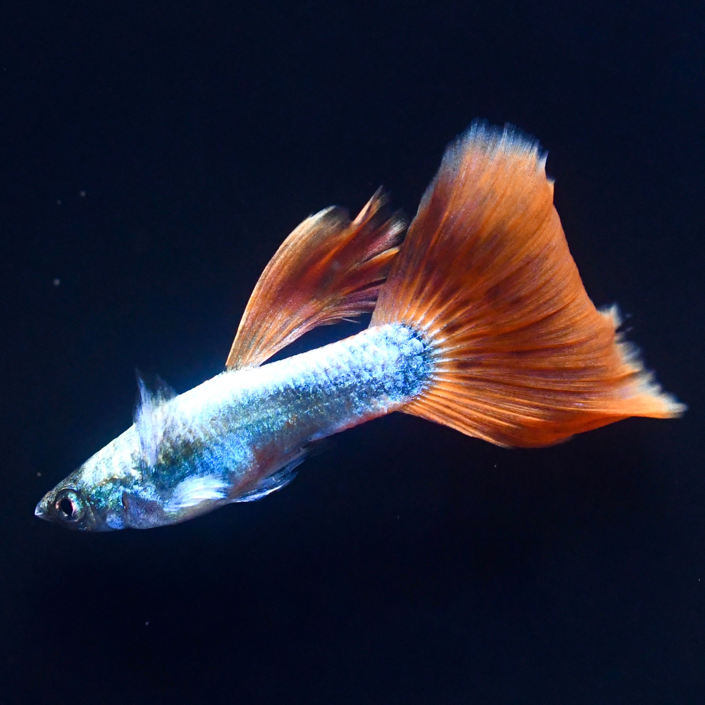 Santa Claus Christmas Line