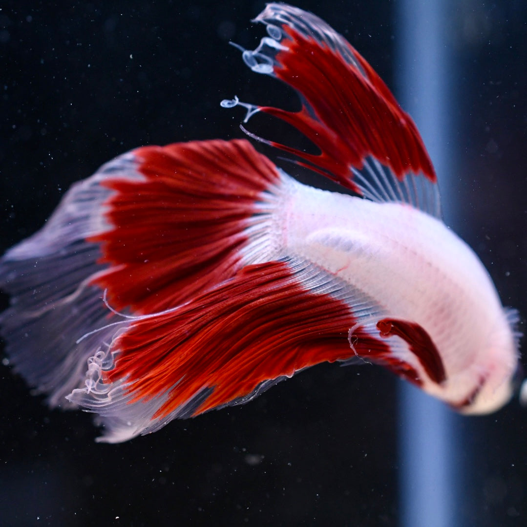 Tancho Halfmoon #1