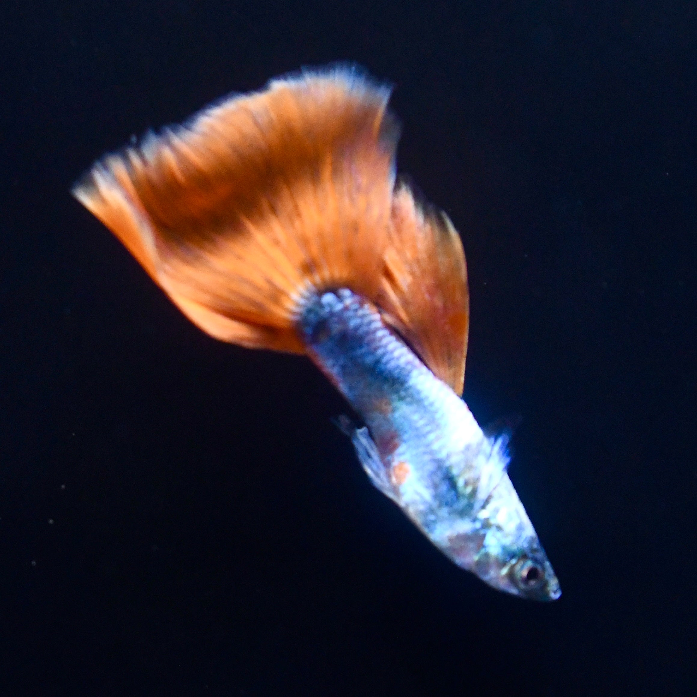 Santa Claus Christmas Line