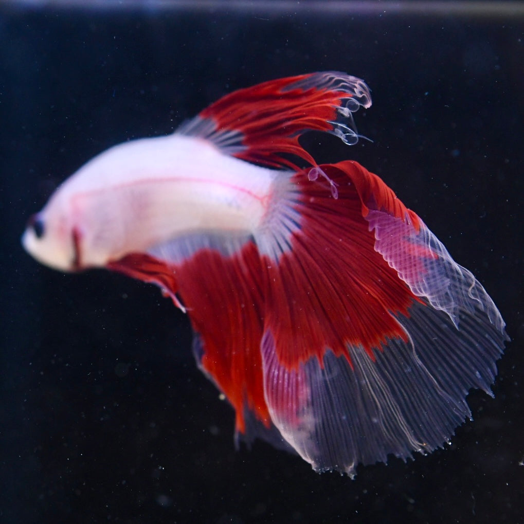 Tancho Halfmoon #1