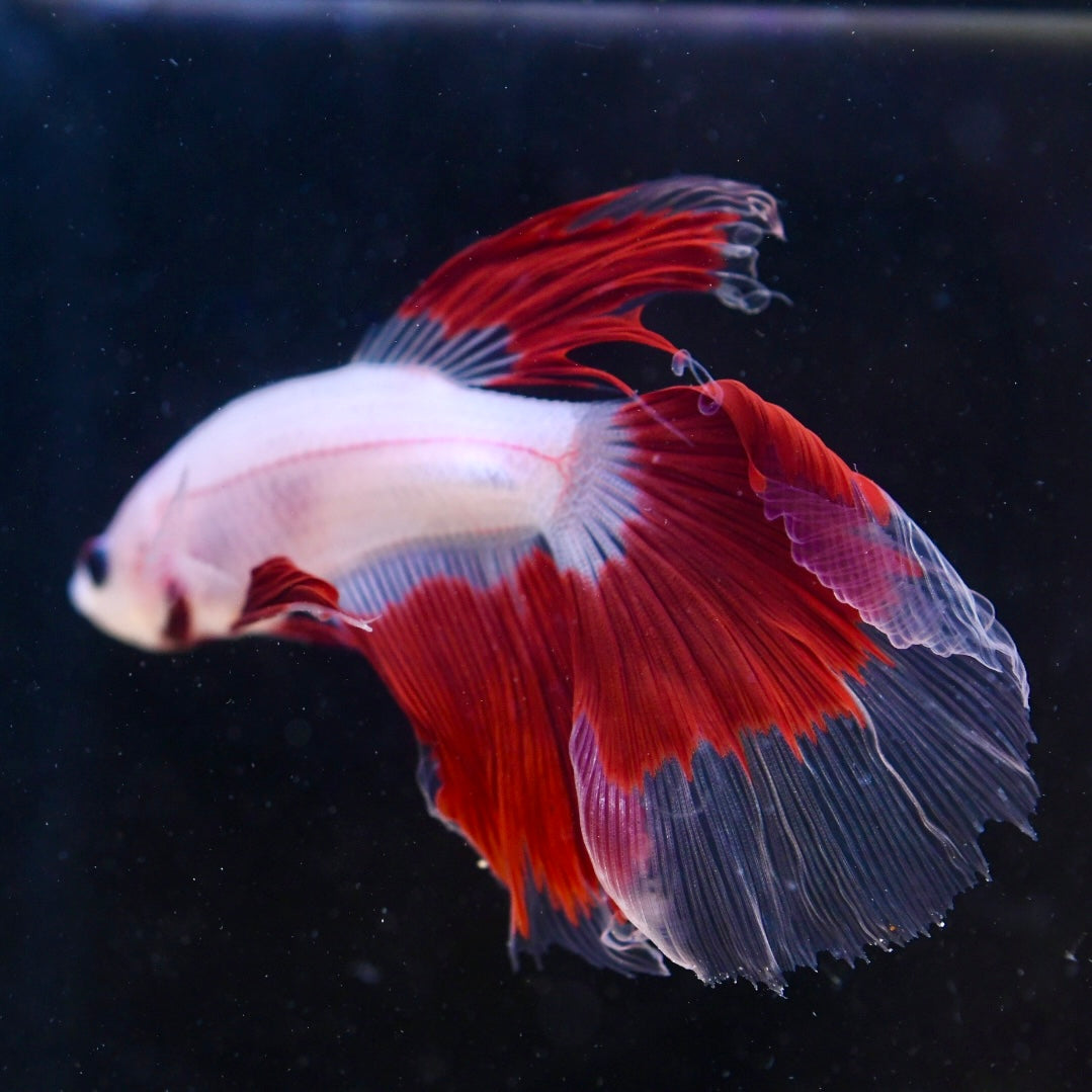 Tancho Halfmoon #1