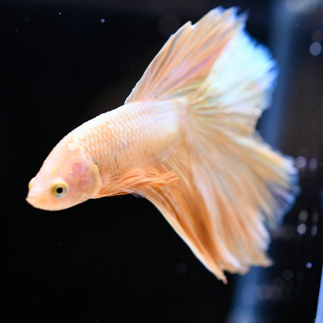 Full Gold Doubletail #1A