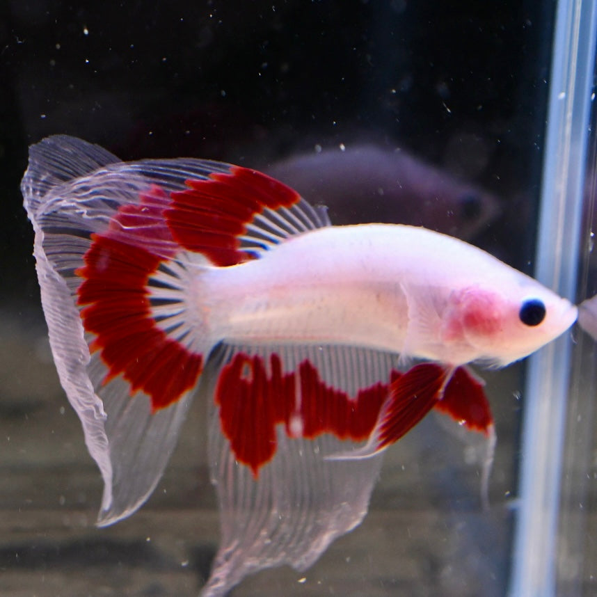Tancho Halfmoon #2