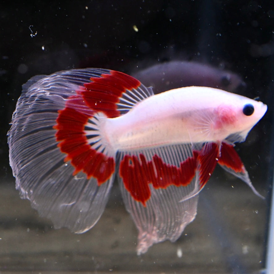 Tancho Halfmoon #2