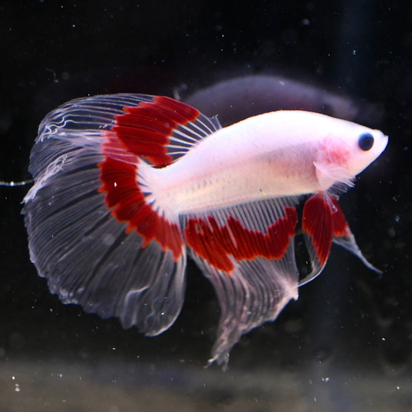 Tancho Halfmoon #2