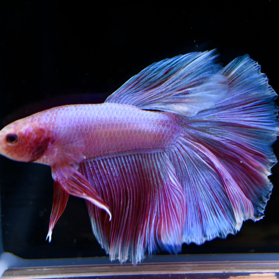 Full Pink Halfmoon #1