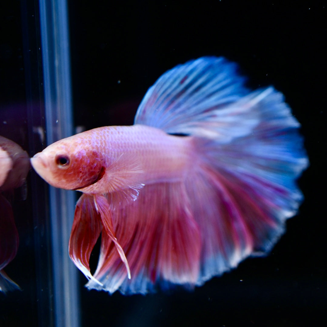 Full Pink Halfmoon #1