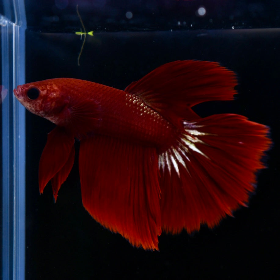 FCCP Plakat Long Fin #1