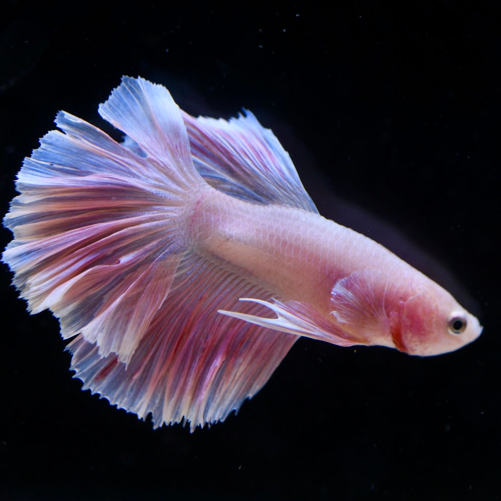 Full Pink Rosetail Halfmoon #1