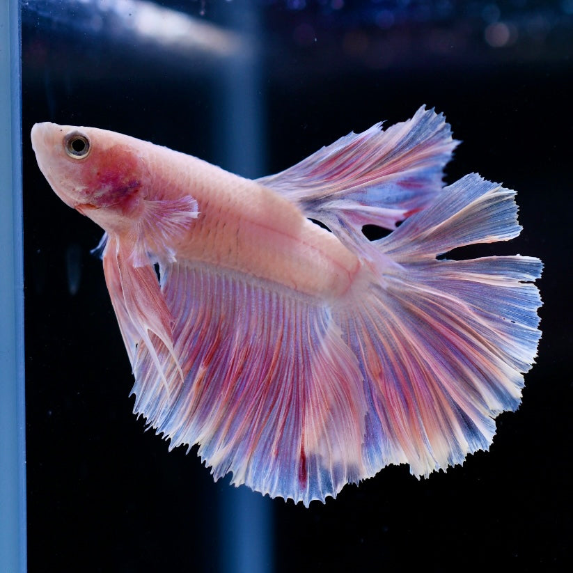 Full Pink Rosetail Halfmoon #1
