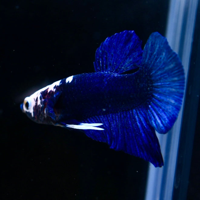 Plakat Snow Head Blue #1
