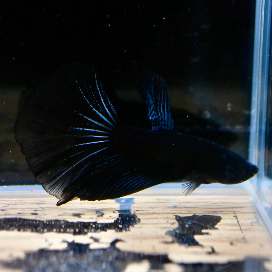 (rare) Full Black Halfmoon #1
