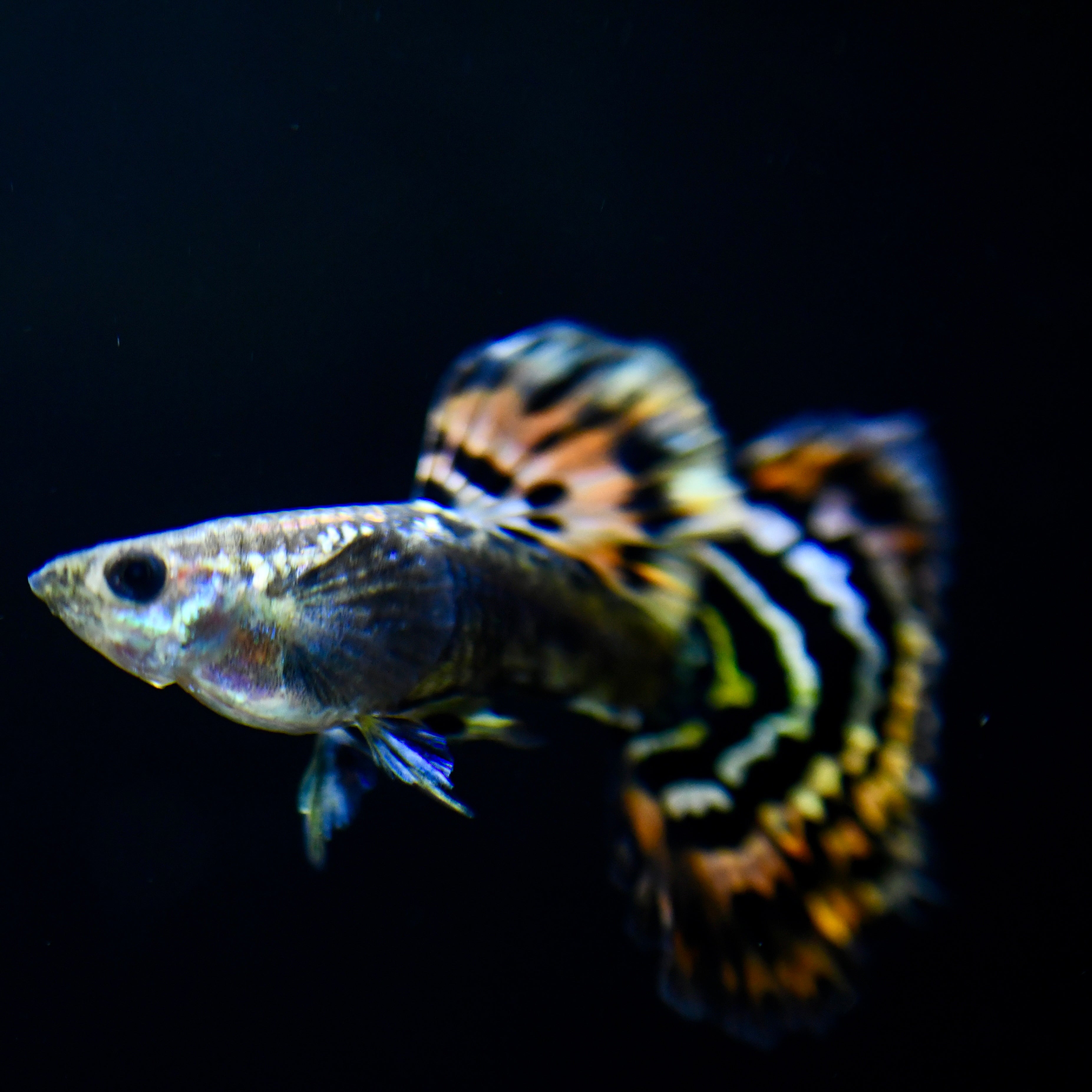 Leopard Spot - Canada Guppies
