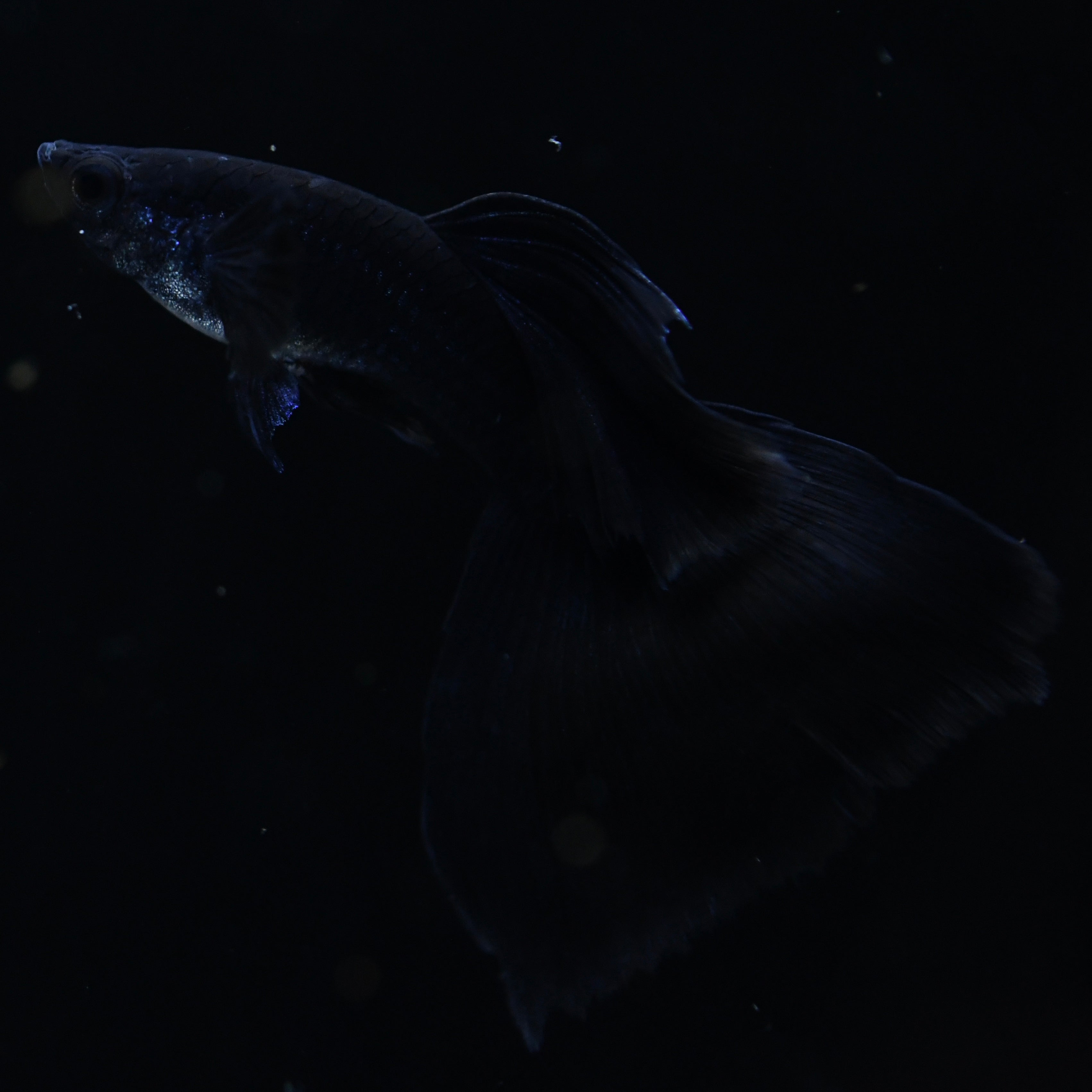 Midnight Black Moscow