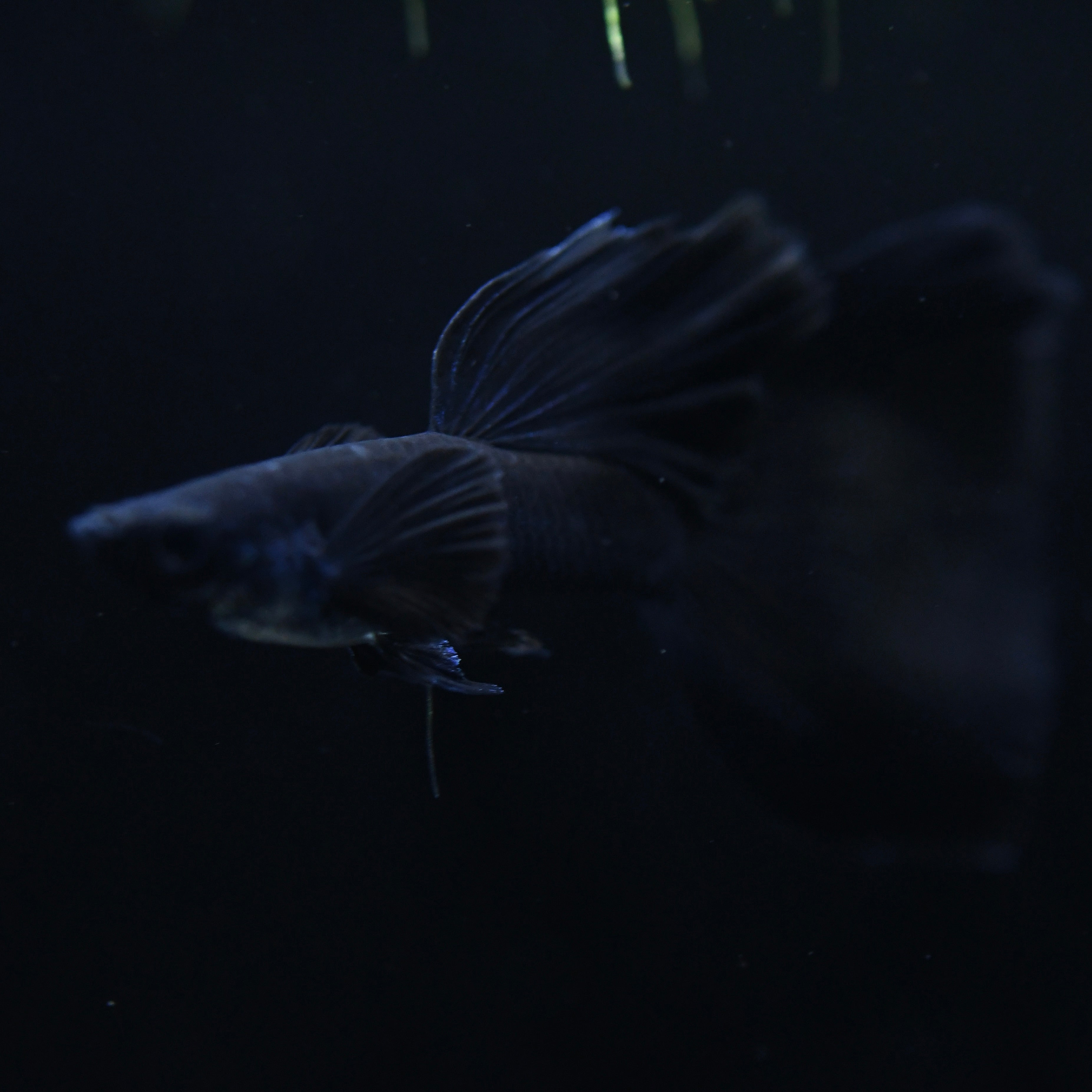 Midnight Black Moscow