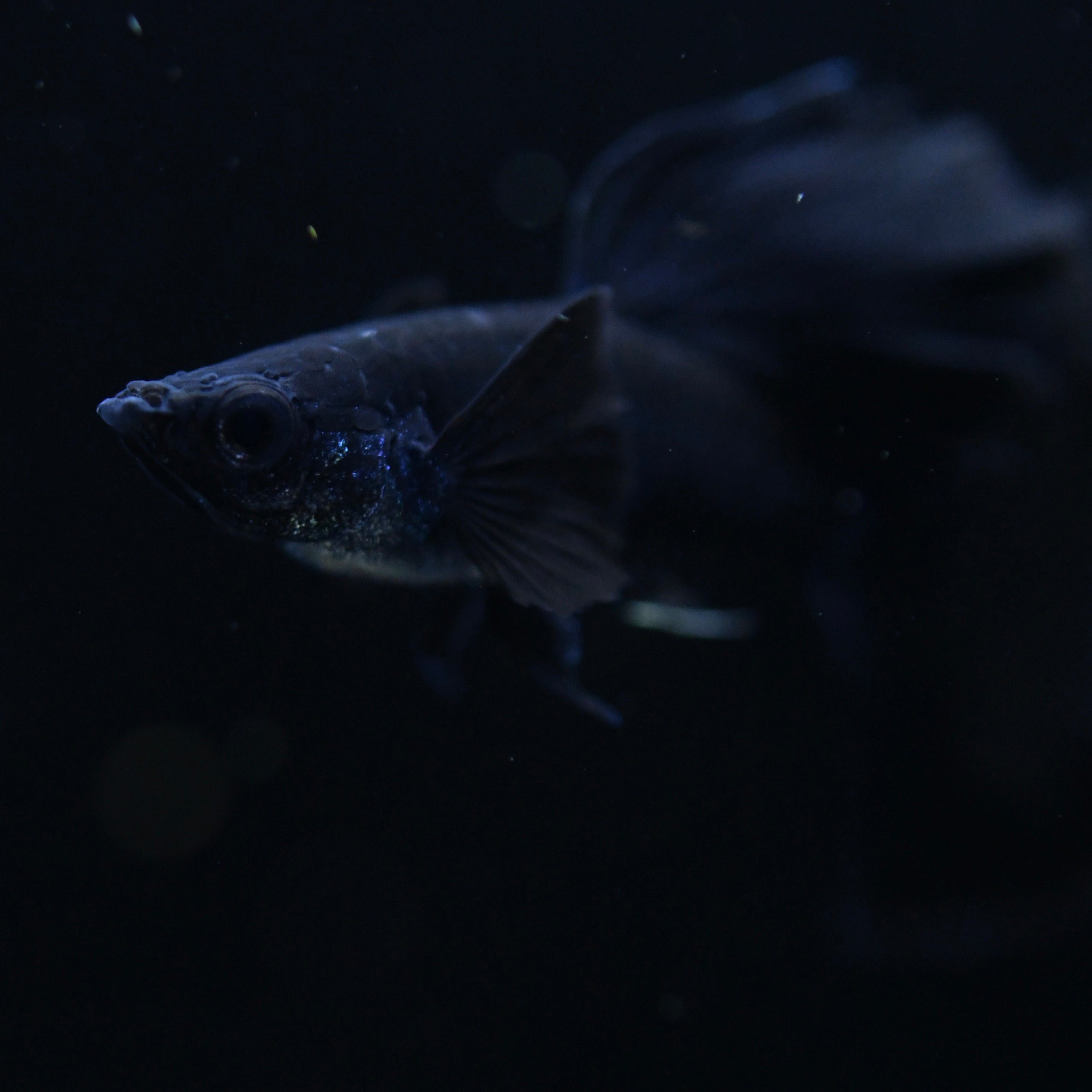 Midnight Black Moscow