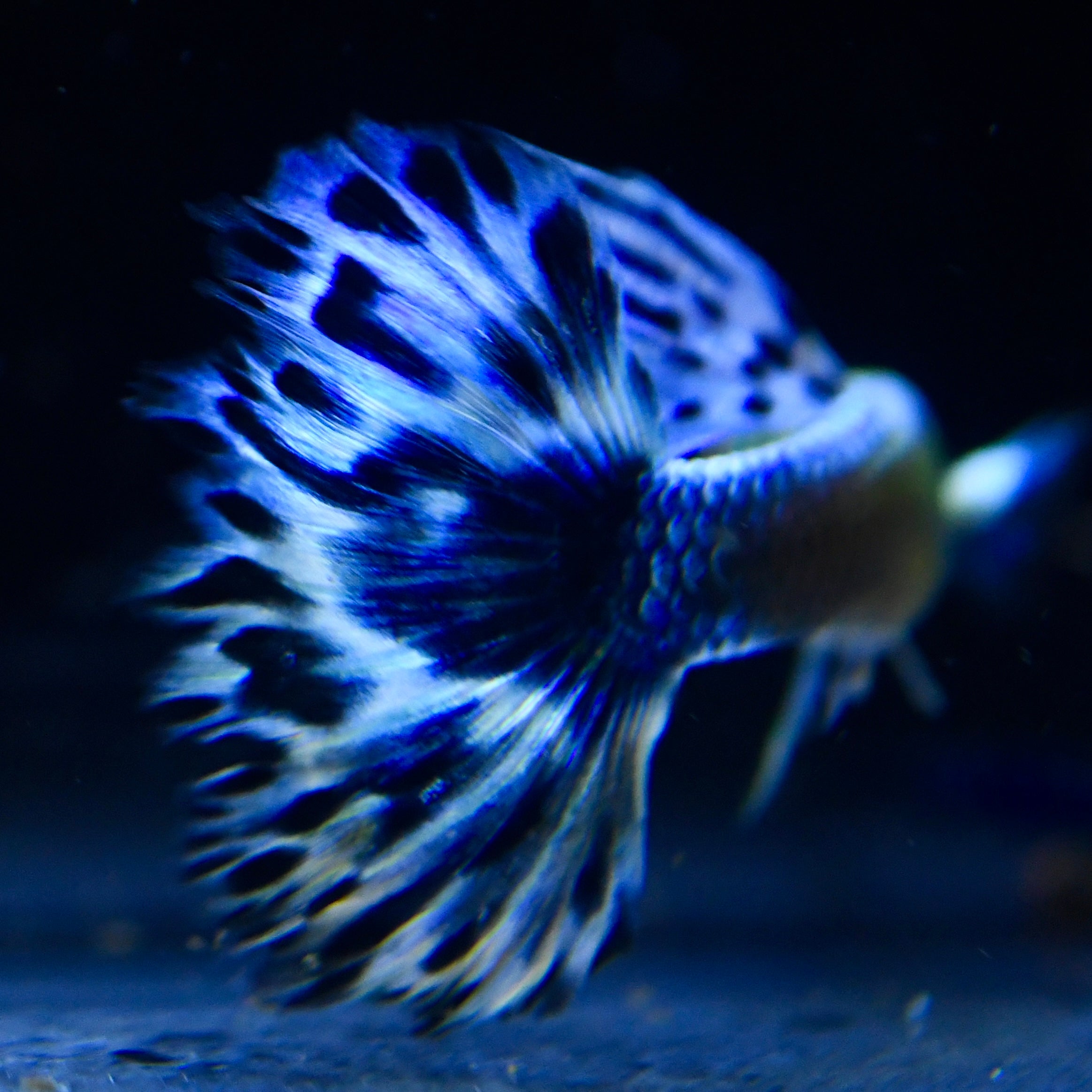 Purple Mosaic - Canada Guppies