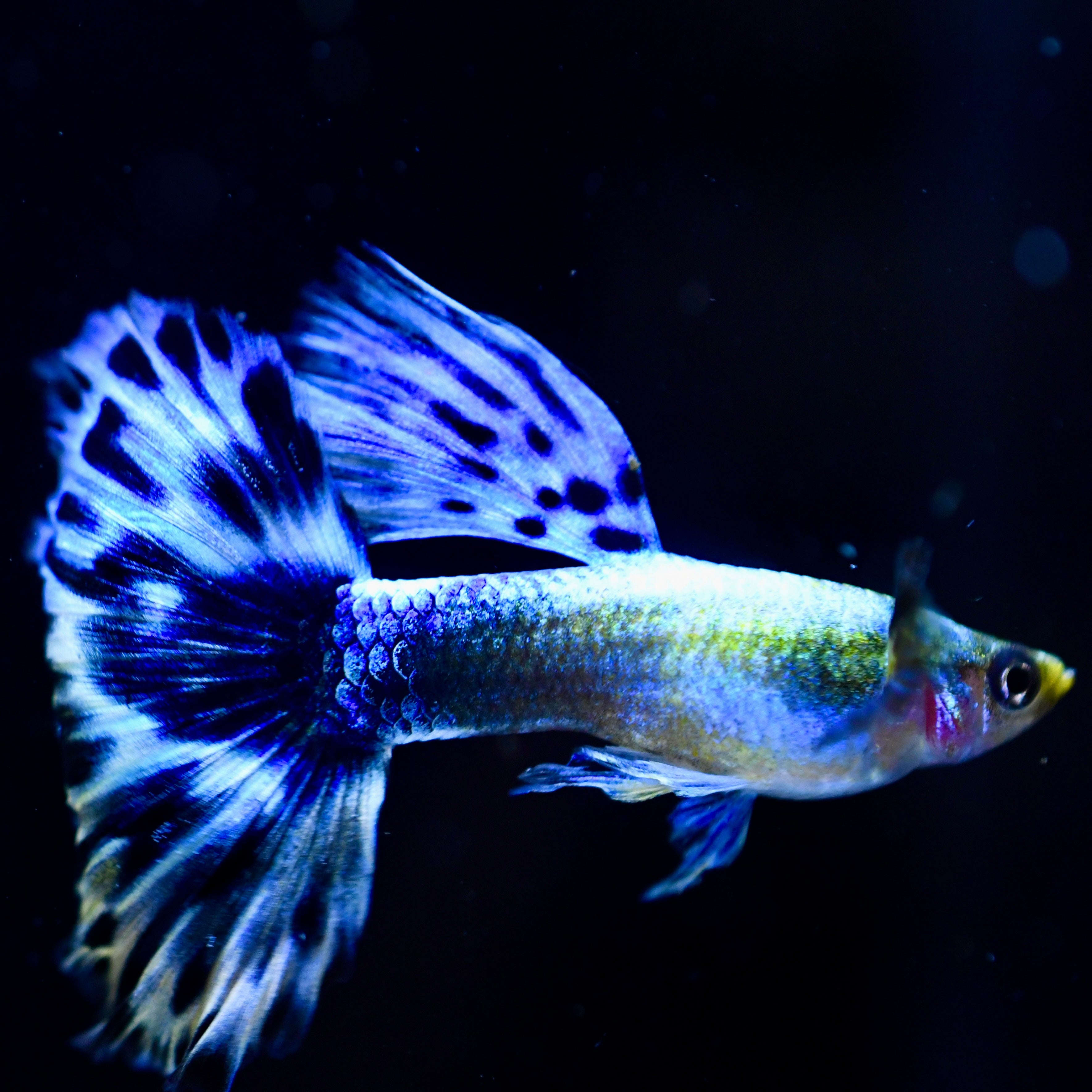Purple Mosaic - Canada Guppies