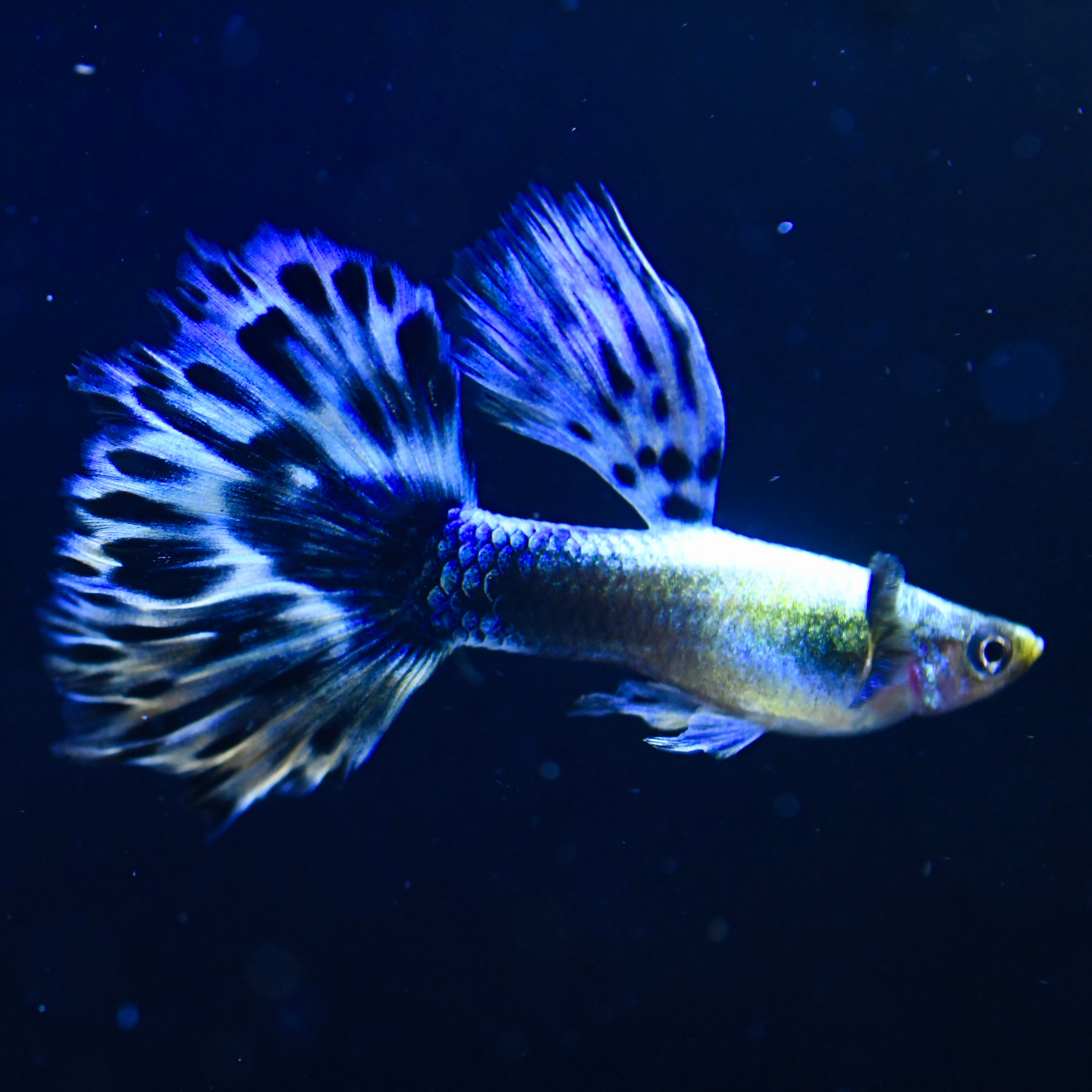 Purple Mosaic - Canada Guppies