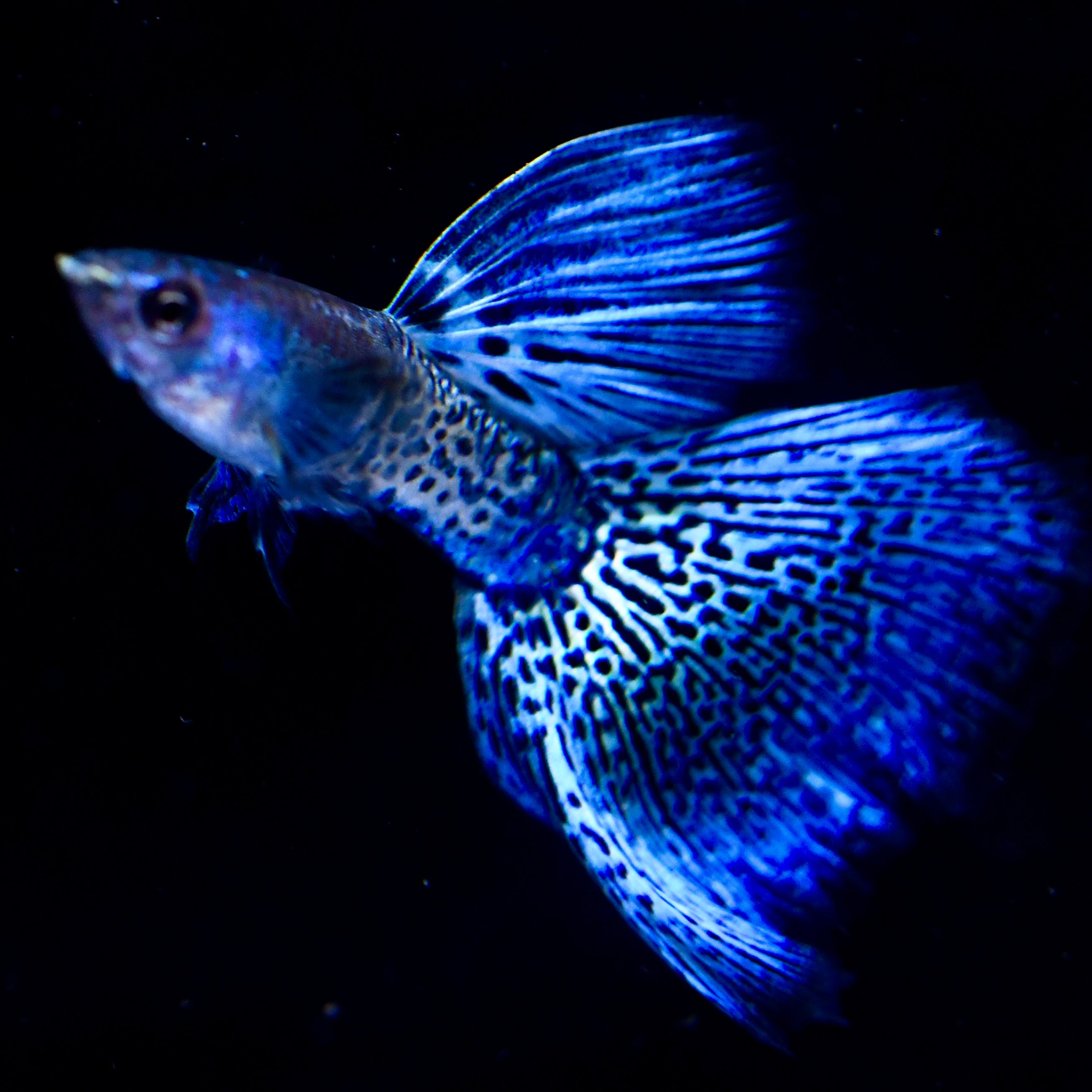 (LIMITED) Supreme Blue Metallic Lace